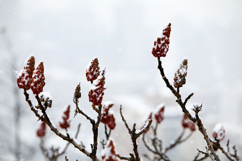 Montreal winter