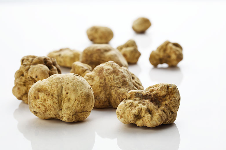 white truffle photography, product photography in Montreal