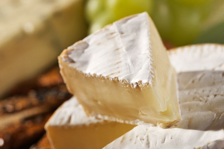 cheese photo